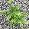 Excellent Maidenhair Fern Plant