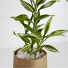 Awesome Dracaena sanderiana​ – Golden Lucky Bamboo Plant