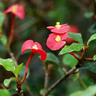  Beautiful Euphorbia Geroldii – Thornless Crown of Thorns | Buy Online from SR Plant Nursery