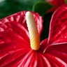 Anthurium flowers