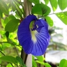 Aparajita New Sky Blue Flower Seeds &ndash; Fast-Growing Climbing Flower Plant
