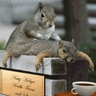 squirrel