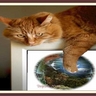 catNswan