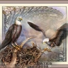 eagles fly