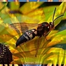 wasp