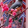 BIRD-3-12