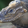 image 9967