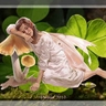 fae