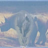 blue rhino